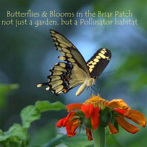 Butterflies And Blooms In The Briar Patch Eatonton Ga
