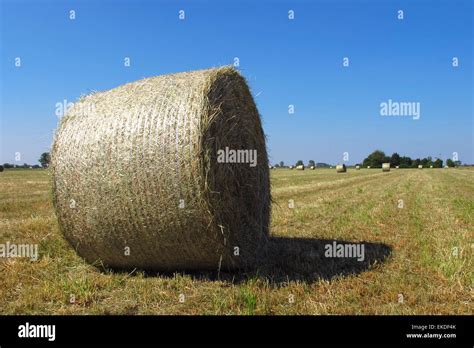Agriculture Round Bales Alfalfa Hay Hi Res Stock Photography And Images