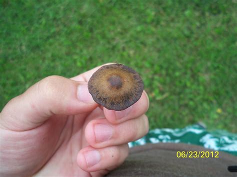 Mushroom Id Wisconsin Mushroom Hunting And Identification Shroomery