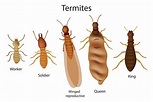 Termite Identification (Including Members of the Colony) - PestWiki