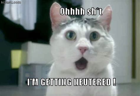 I Am Getting Neutered Cat Memes Best Cat Memes Funny Animal Pictures