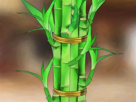 Indoor bamboo care is a mixture of common sense and knowledge. How to Take Care of Lucky Bamboo | Lucky bamboo, Bamboo ...