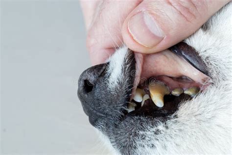 What Does Gingivitis Look Like In A Dog