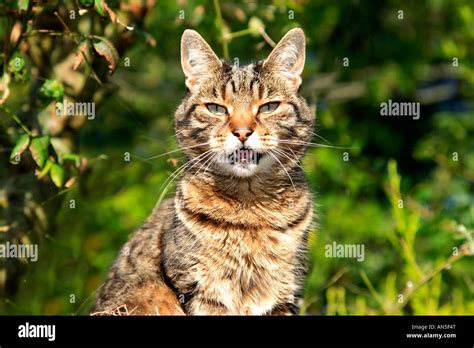 Adult Female Tabby Tiger Striped Cat Looking Stock Photo Alamy