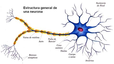 Neuronas Estructura Y Morfologia