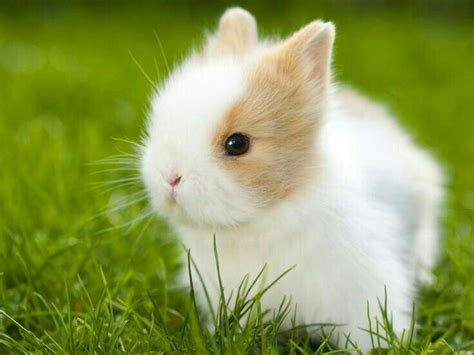 Pin By D Papps On Animals Cute Animals Dwarf Rabbit