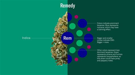 Leaflys New Cannabis Guide Makes Understanding Weed Easier Mashable