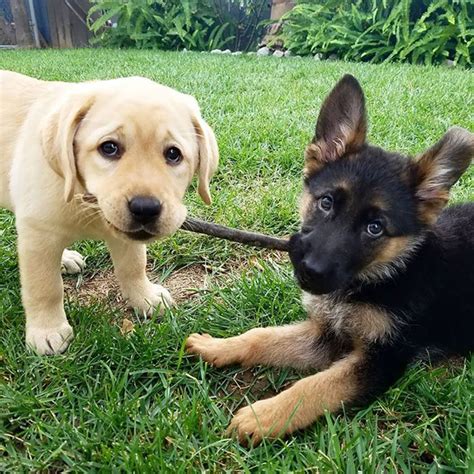 30 Cute Pics Of German Shepherd Puppies Were The Purest Things In The