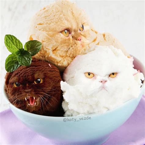 Animals Photoshopped Cats Koty Vezde Crazy Cats Cat Memes Cat Face