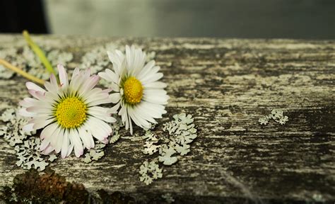 Images Gratuites La Nature Herbe Fleur Bois Blanc La