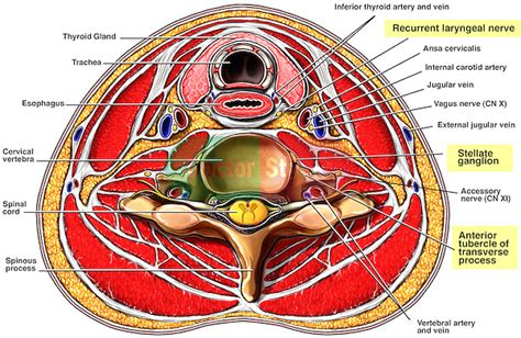 The muscles of the neck. Cross-Section Through Neck | Doctor Stock