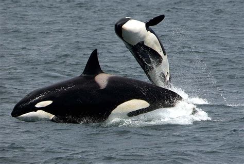 Whale Watching In Norway Best Places And Time To See Them Pricing