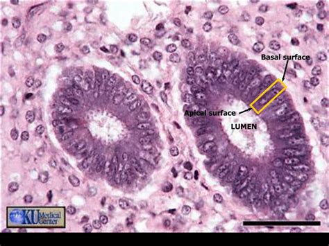 Ppt Tissues Introduction Epithelial Tissue