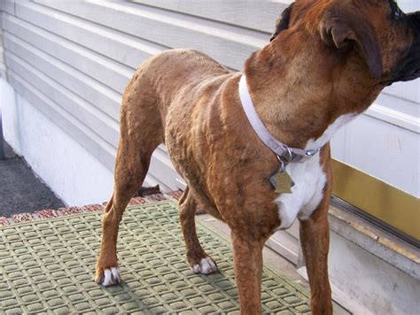 Hivesallergies Boxer Breed Dog Forums