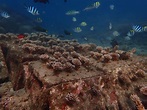 美！打造全台首座「珊瑚海洋花園」 澎湖復育有成 - 生活 - 自由時報電子報