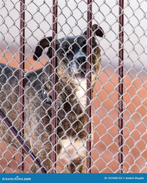 Angry Dog Behind A Fence Stock Image Image Of Barking 107690135