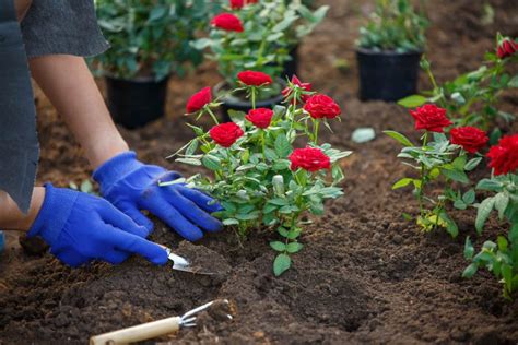 How To Grow Roses Must Know Tips And Tricks For Stunning Blooms