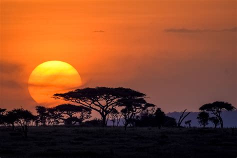 Free photo: Serengeti Sunset - Dark, Evening, Landscape - Free Download ...