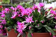 Follow these tips to keep your Easter cactus happy and healthy