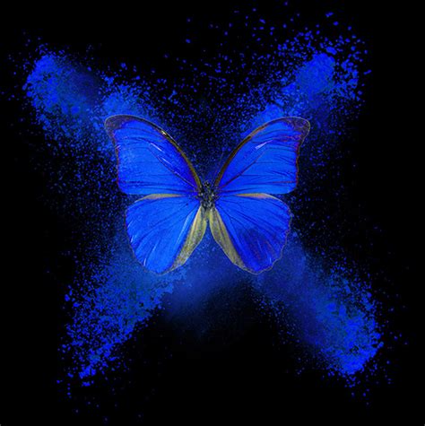 Tableau abstrait papillon bleu foncé AB0018 : Vente de ...