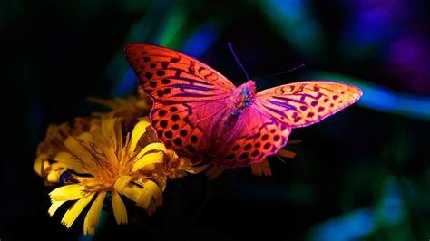 Colorful Butterfly On Yellow Flower Hd Butterfly Wallpapers Hd