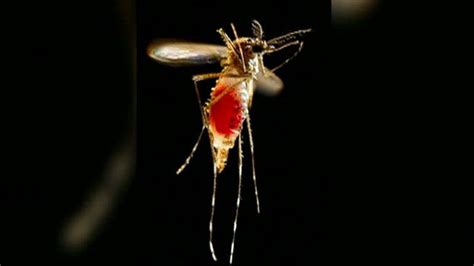 Deadly Eee Virus Detected In Mosquitos In Massachusetts