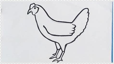 Cara Mudah Menggambar Ayam Belajar Mewarnai Tutorial Indonesia