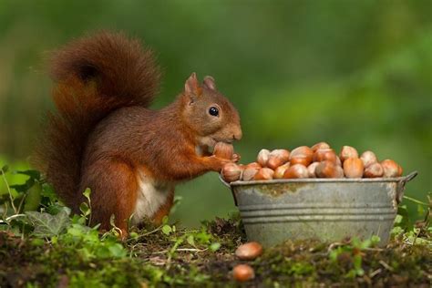 gewoon leuk | Cute squirrel, Squirrel pictures, Red squirrel