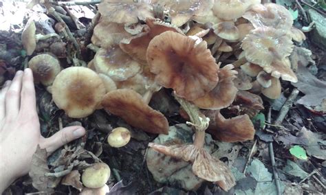 Magic Mushrooms In Virginia