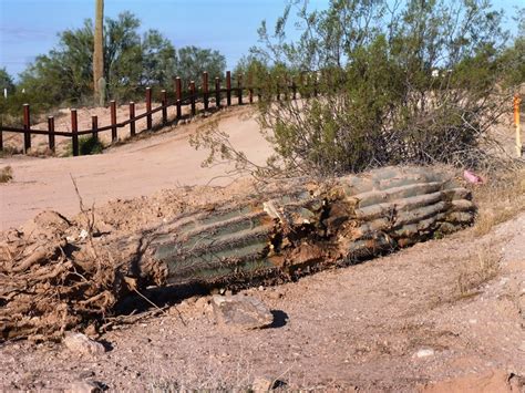 These saguaro cactus facts will show you just how unique this cactus is. CENSORED NEWS: The Cactus Boneyard: Ecocide on the Border ...
