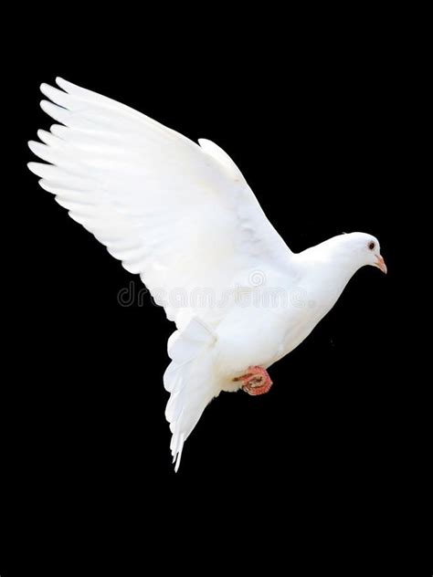 A Free Flying White Dove Isolated On A Black Background Sponsored