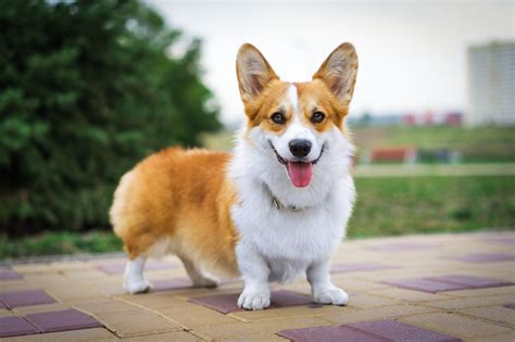 10 Short Legged Dogs — Dogs With Short Legs