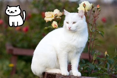 ️ Neko Atsume ️ Slytherinlynx Real Neko Atsume Cats I Know