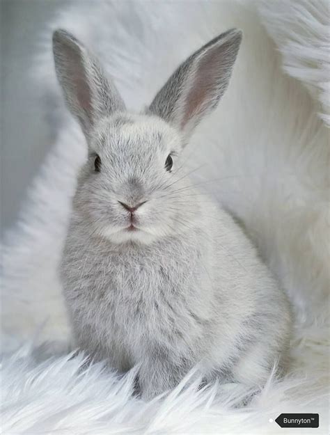 The 25 Best Grey Bunny Ideas On Pinterest Adorable Bunnies Bunny