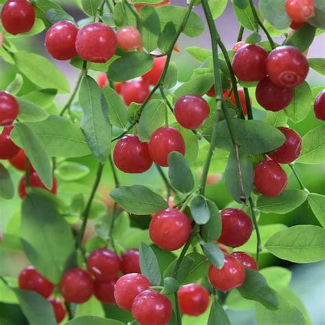 Red Huckleberry Available At One Green World Nursery