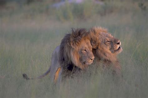 How Do Lions Mate Howdozh