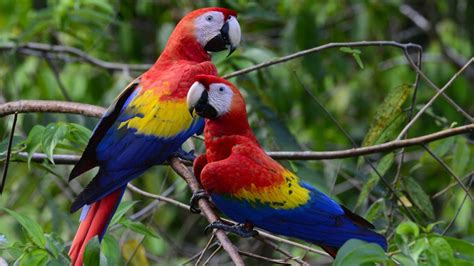 Pair Of Beautiful Colorful Parrots Scarlet Macaws