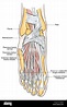 Darstellung der Anatomie des Fußes Stockfotografie - Alamy