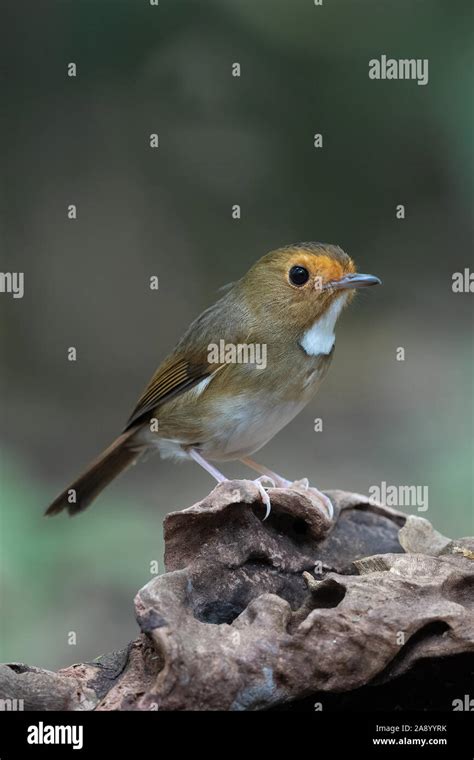 The Rufous Browed Flycatcher Anthipes Solitaris Is A Species Of Bird