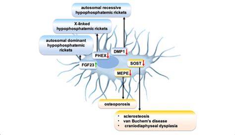 Schematic Showing The Role Of Disrupted Expression Of Osteocytic