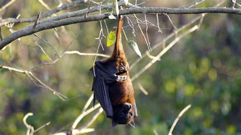 Flying Foxes Photos Great Migrations National Geographic Channel Asia