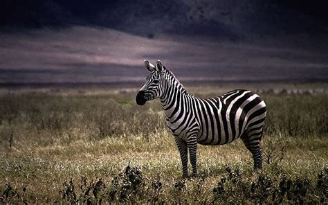 Zebra High Resolution At Wildlife Monodomo 1280 X 800 Wildlife Hd