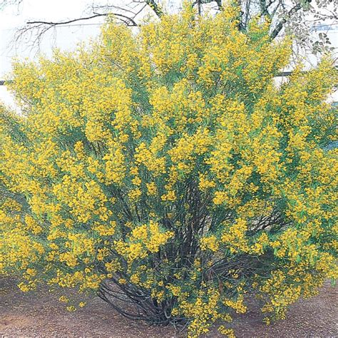 Flowering Shrubs In Arizona Arizona Rosewood Desert Horizon Nursery