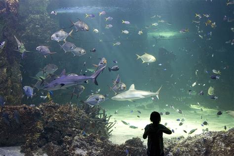 The Best Aquariums And Marine Parks In Australia