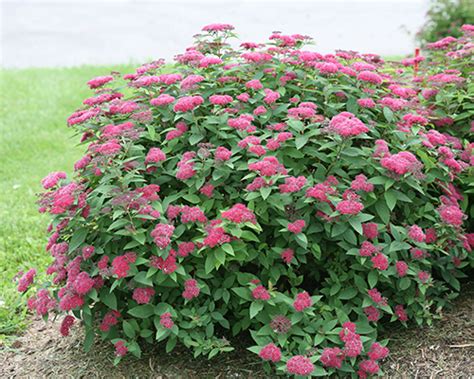 What is better than a big shade tree on a hot summer day? ColorChoice Flowering Shrubs from Proven Winners ...