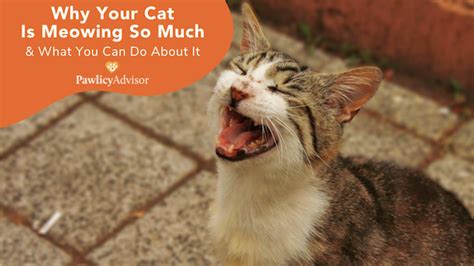 Why Your Cat Is Meowing So Much And What You Can Do About It Pawlicy