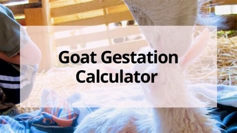 Goat Gestation Calculator To Calculate Your Goats Due Date