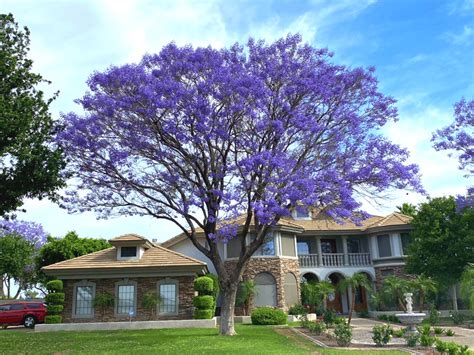 The Top 10 Flowering Trees For Spring And Summer Blooms In Arizona