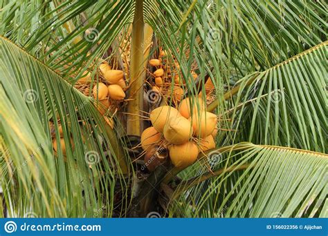 Coconut Tree With Bunches Of Coconuts Stock Photo Image Of Produce