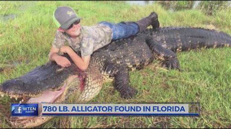 Dead Alligator Weighing In At Nearly 800 Lbs Found In Florida